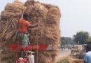 যে উপজেলায় ধানের চেয়ে খড়ের দাম বেশি